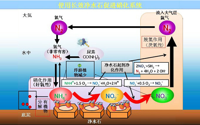 BB菌微生物净水石功效